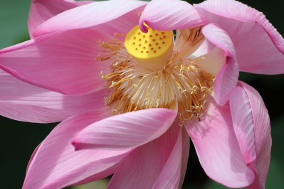 lotus-flower-484497.jpg