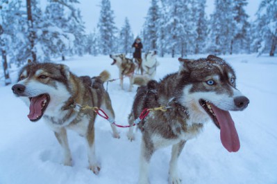 winterurlaub-in-schweden-lappland-husky-tour-hundeschlitten-tour.jpg