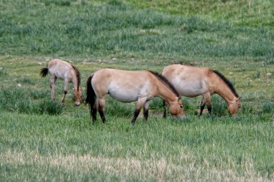 009dsc00946-przewalskipferde-im-naturreservat-khustain-nuruu.jpg