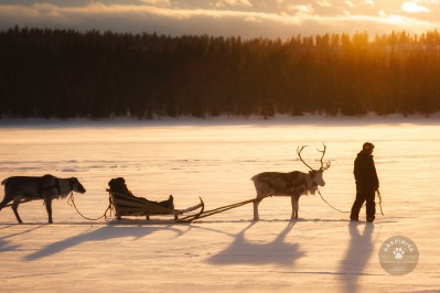 harriniva_reindeer-69.jpg