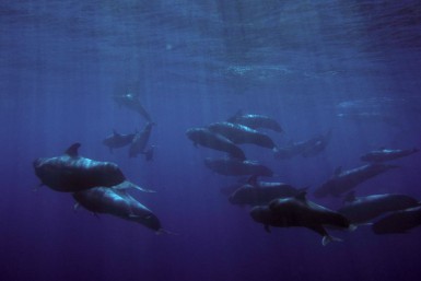 oceano-12.jpg
