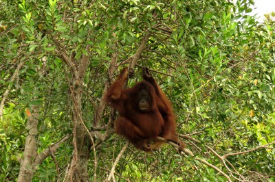 adolescent-orangutan2.jpg