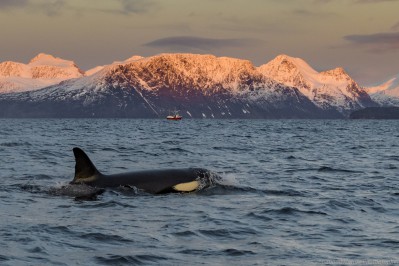 orca-camp-2017-fotos-frank-10.jpg