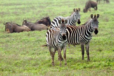 _mg_3627zebra-und-gnu.jpg