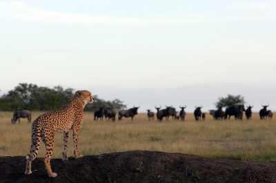 cheetah-looking-at-wildebeest.jpg
