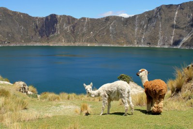 llamas-83780.jpg
