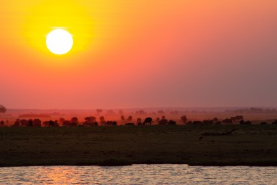 sunway-botswana-chobe-sunset-buffalo-img_4239-ruan-mey.jpg