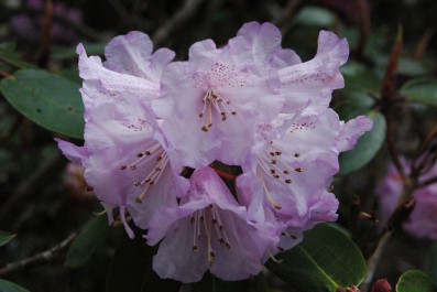 dsc_0083.jpg