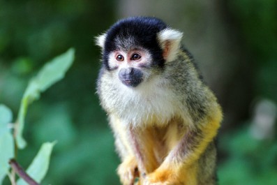 squirrel-monkey-1446665.jpg