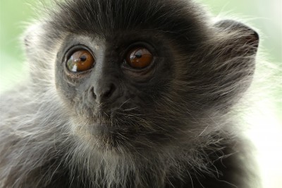 sabah-silverleaf.jpg