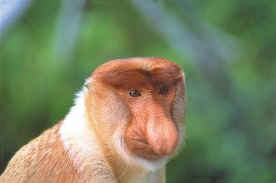 sabah_tourism-david-kirkland-pic_23.jpg