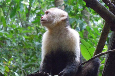 capucin_monkey_1280x960.jpg