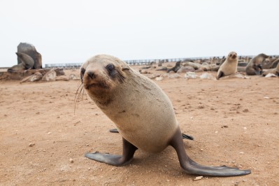 seal-at-cape-cross.gallery_image.6.jpg