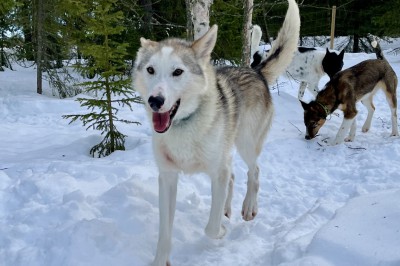 knut-1536x1152.jpg