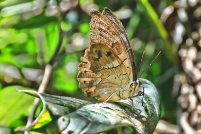 corcovado_national_park_5893_1280x850.jpg