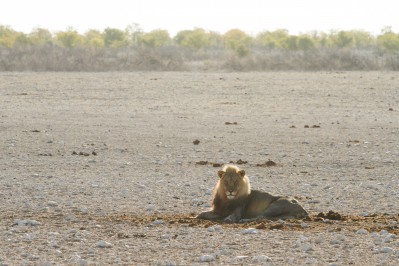 lion-in-etosha-national-park.gallery_image.5.jpg