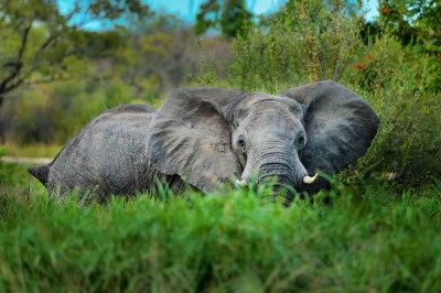 zimbabwe-victoria-falls-elephant-01.jpg