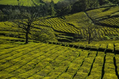 plantation-2149621_1920_image-by-sandro-porto-from-pixabay.jpg