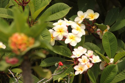 botanischer_garten_sueden-15.jpg