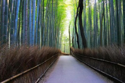 arashiyama-bamboo-forest.jpg