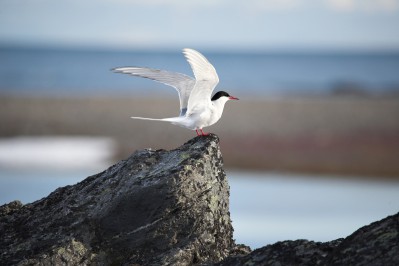 arctic-bird-arctic-tern.jpg