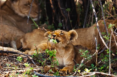 zimbabwe-hwange-lions-02.jpg