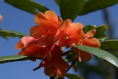 rhododendron-1.jpg