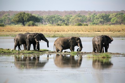 elephants-in-chobe-national-park.gallery_image.3.jpg