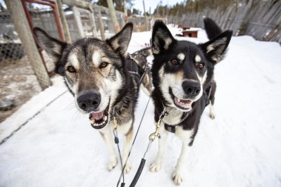 harriniva-hotels-safaris-huskies-14.jpg