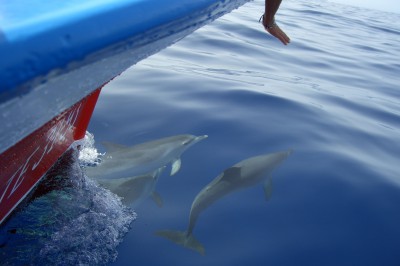 f-oceano_bugwelle_delfine_300dpi.jpg