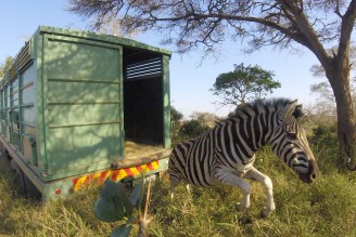 zululand-lodge-zebra-release-anton-roberts-4a865b1e-bdea-4d84-bf14-f282a9d2cff2.jpg