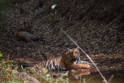 dsc_0153_tadoba-np.jpg
