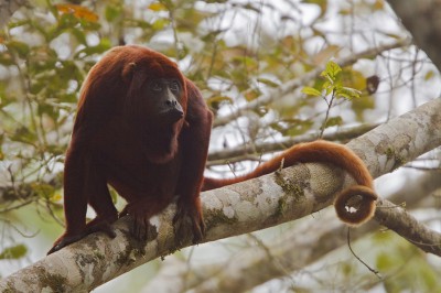 amazon-mammal-red-howler-monkey-01.jpg