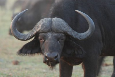 buffalo-3-large-530x360.jpg