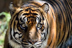 sumatran-tiger-1542714__180.jpg