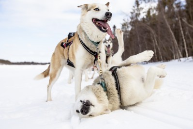 harriniva-hotels-safaris-huskies-15.jpg