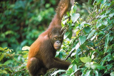 sabah_tourism-david-kirkland-pic_22.jpg