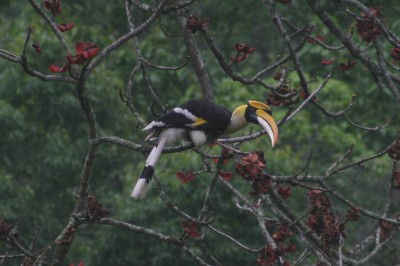 hornbill-2.jpg