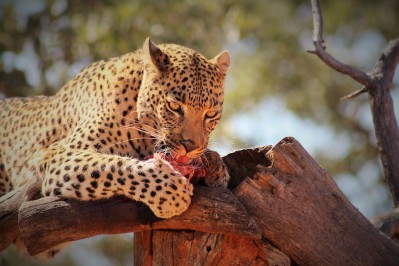 africat_foundation_sponsor_a_leopard51.jpg