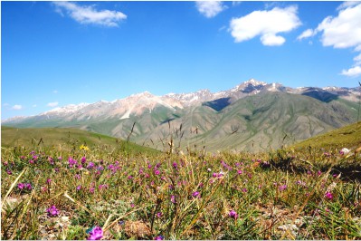 mountain-flower-glade.jpg