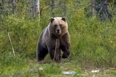 queen-of-the-forest.jpg