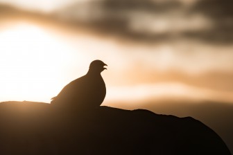 kopie-von-spitzbergen-reisen-ptarmigan-2-0900.jpg