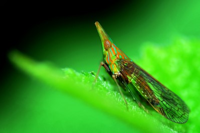 001-fauna-1-zaini.jpg