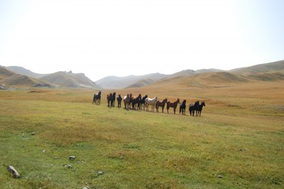 horses-on-jailoo.jpg