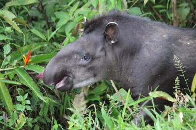 tapir-a.jpg