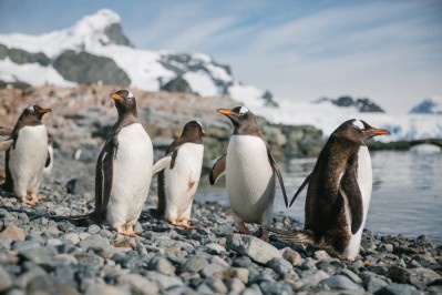 -john-bozinov_antarctic-peninsula_cuverville_gentoo-1.jpg