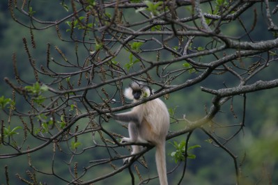 golden-langur-5.jpg