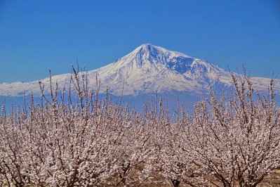 ararat-mit-geblueten-aprikosen.jpg