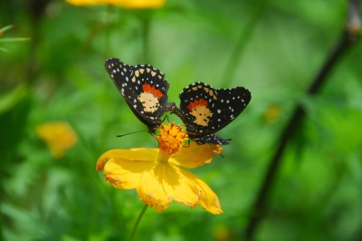 dsc_0678_1280x857.jpg