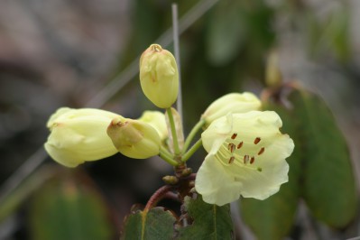 rhododendron-5.jpg